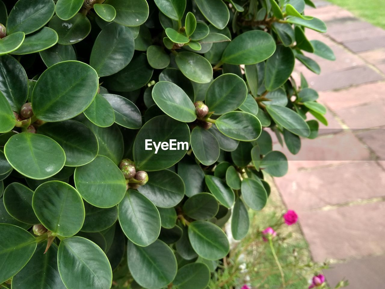 HIGH ANGLE VIEW OF FLOWERING PLANT