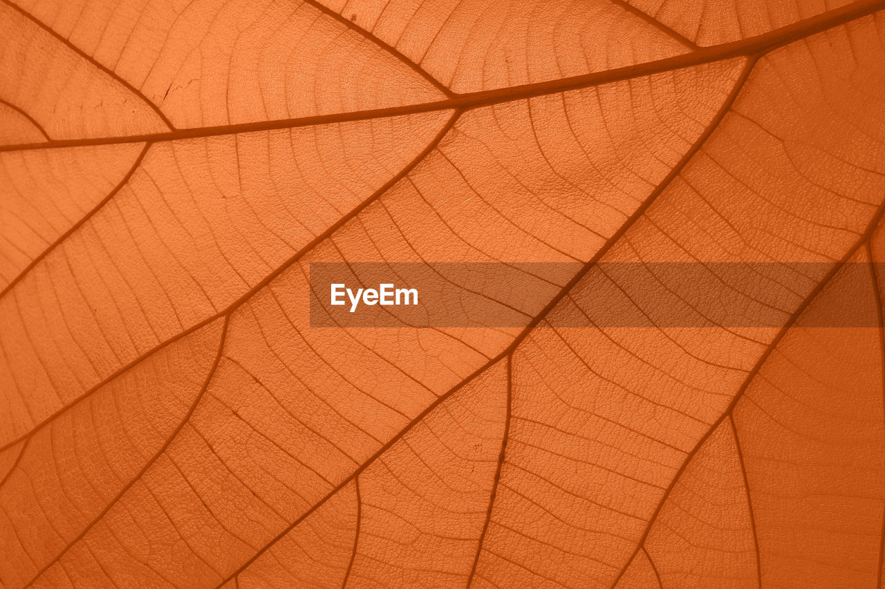 Low angle view of umbrella on wood