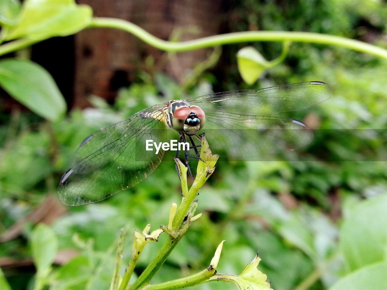 Close-up of dragonfly on plant