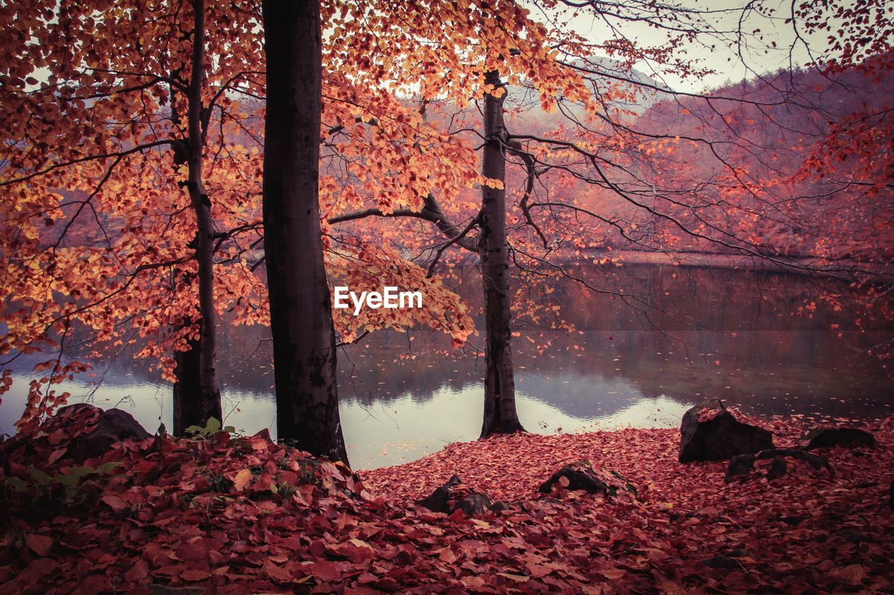 Autumn trees on lakeshore with reflection