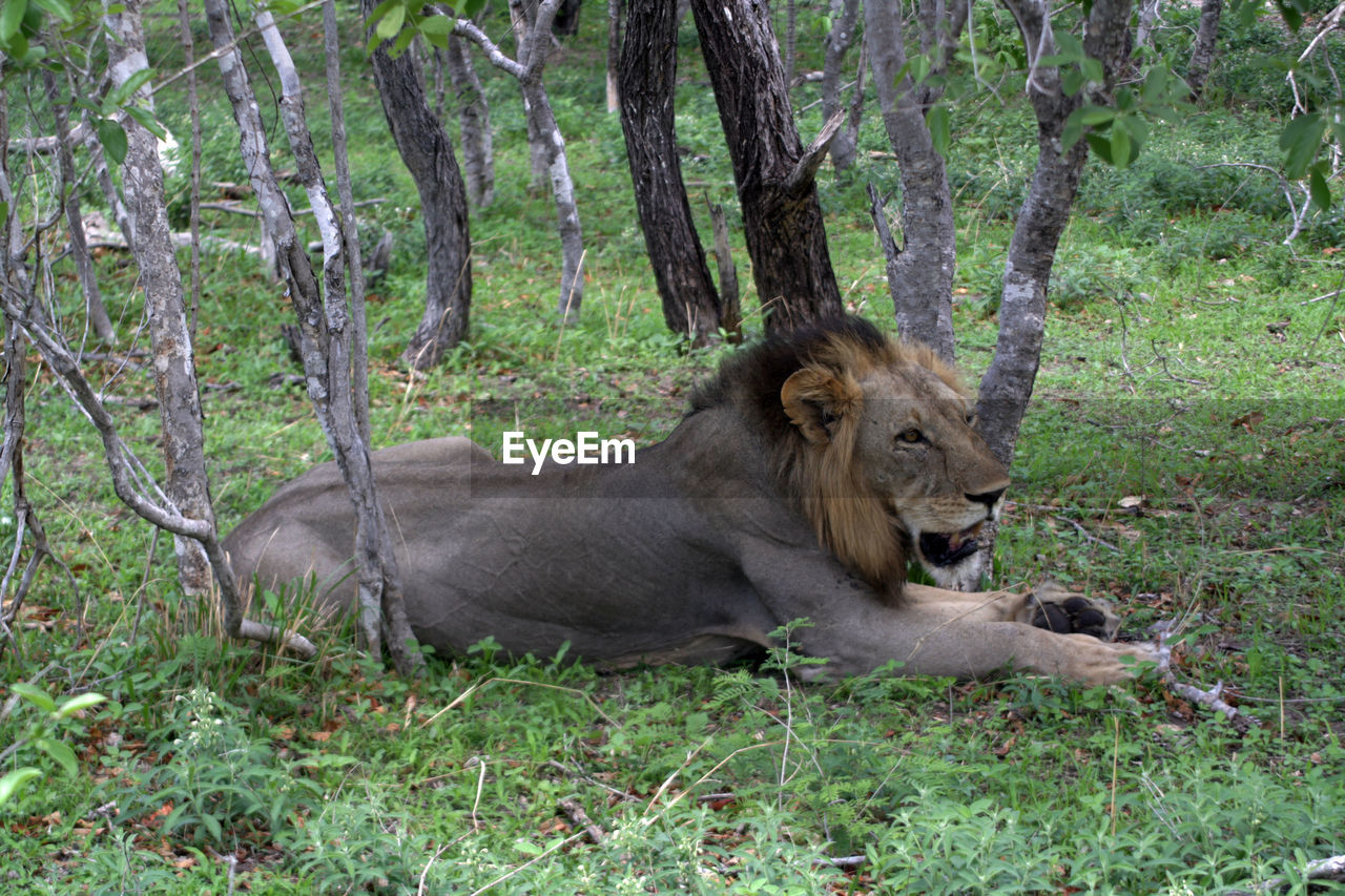 A male lion resting in the heat of the day in tanzania