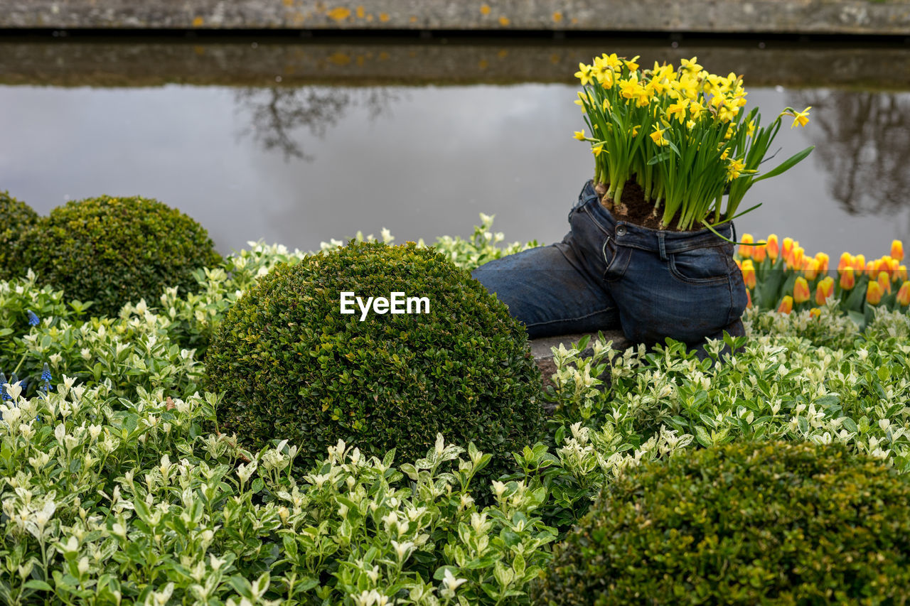 CLOSE-UP OF YELLOW FLOWERING PLANTS