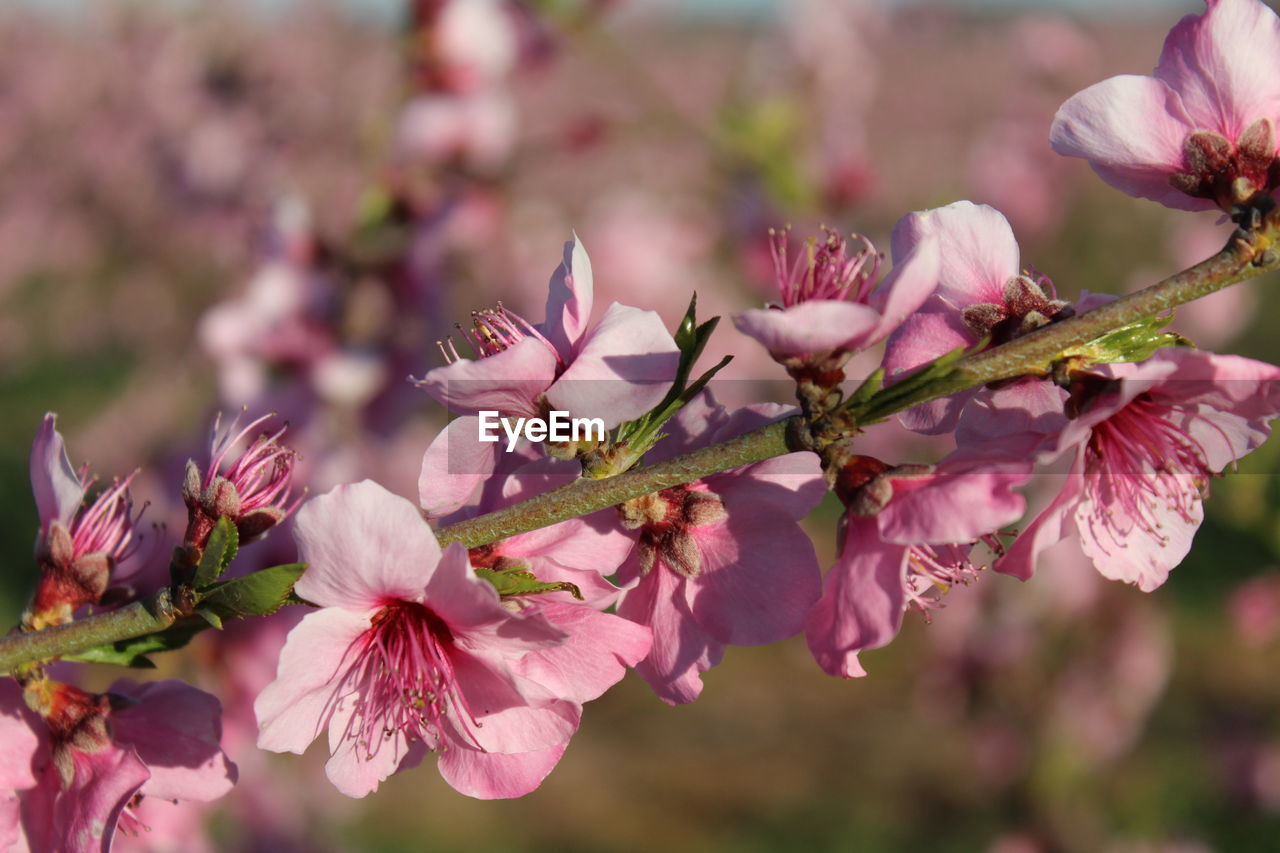 CLOSE-UP OF CHERRY BLOSSOMS