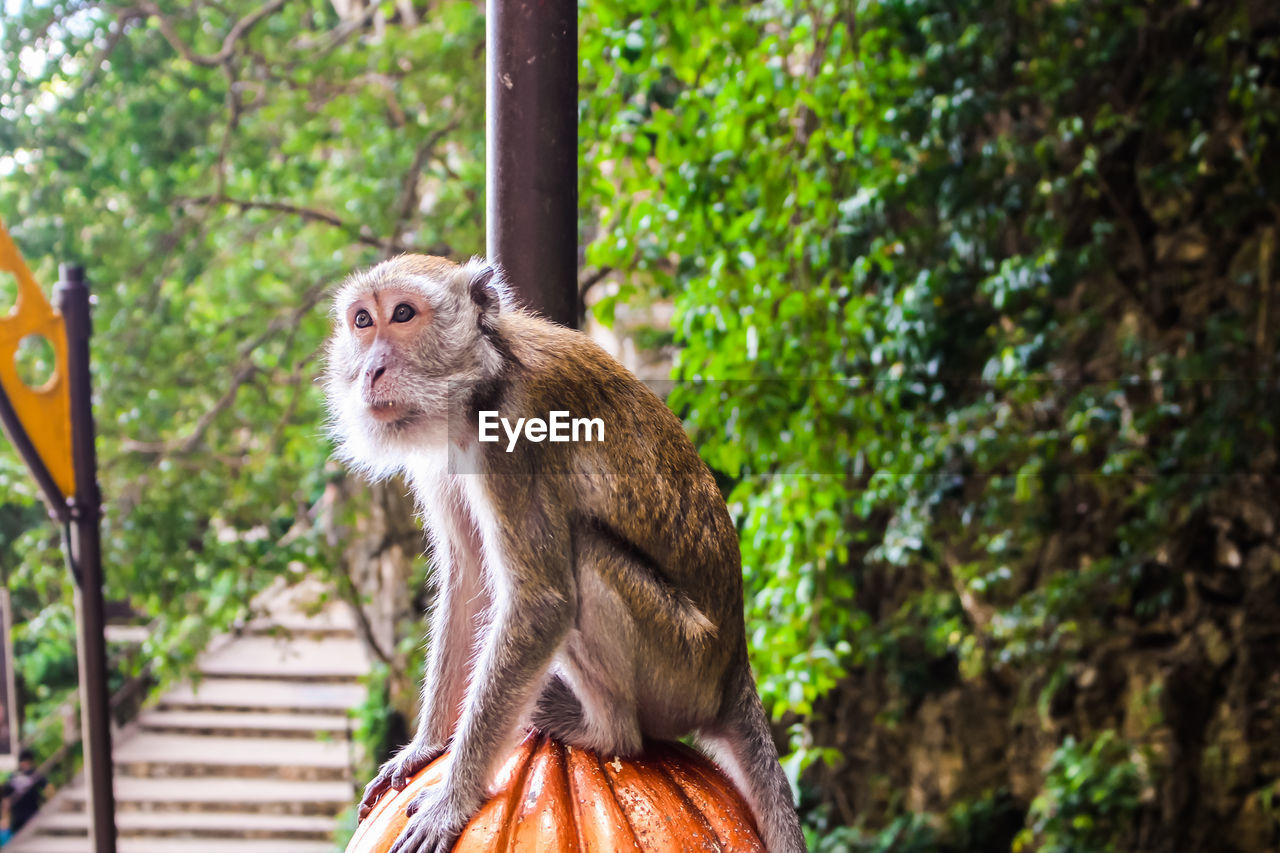 MONKEY SITTING ON PLANT IN FOREST