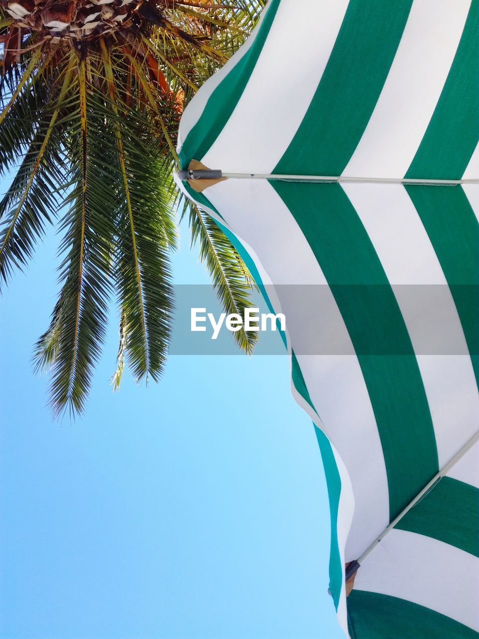 Low angle view of palm tree against clear blue sky