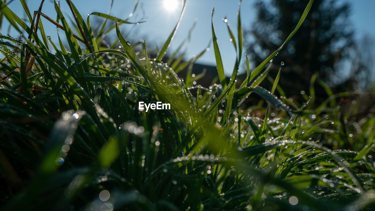 Close-up of wet grass on field during rainy season