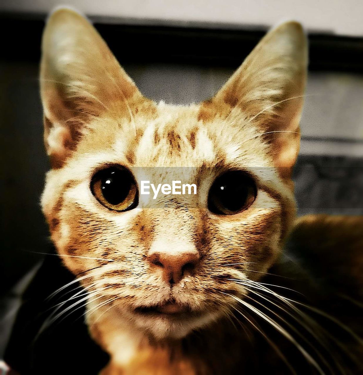 CLOSE-UP PORTRAIT OF CAT IN MOUTH