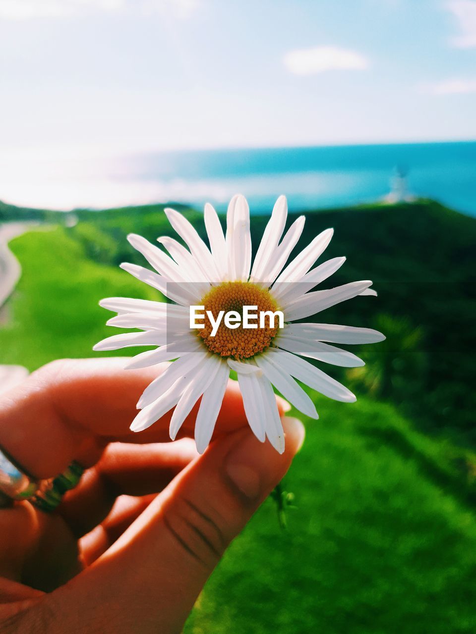 Cropped hand of woman holding white flower against sky