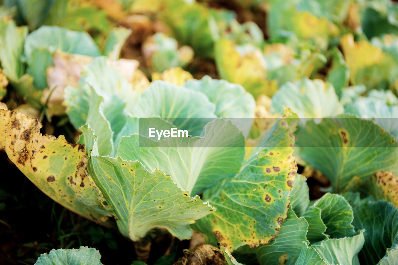 Vegetables of dries leaves on plantation in farm with the sunrise.