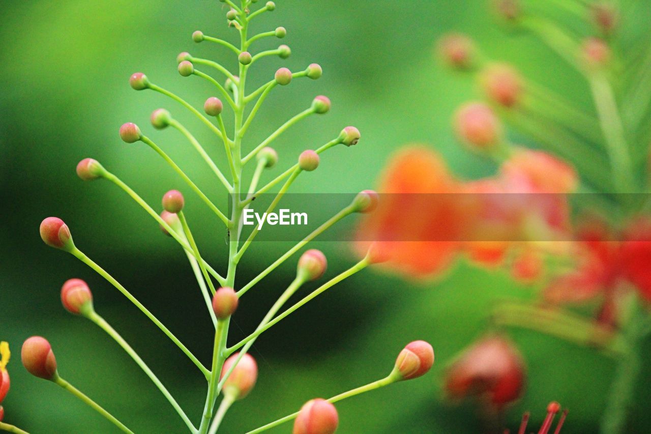 Close-up of flowering plant