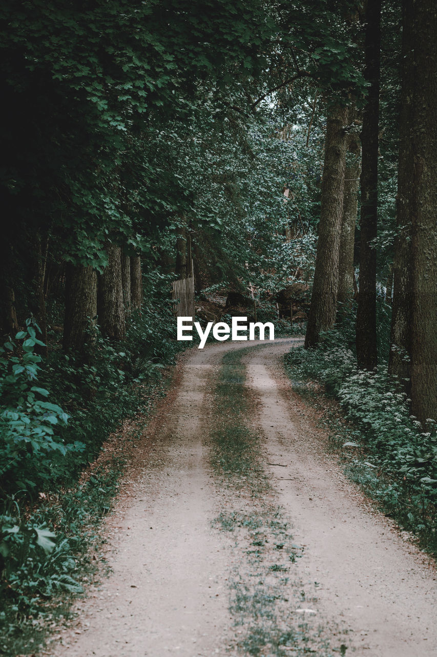 Dirt road amidst trees in forest