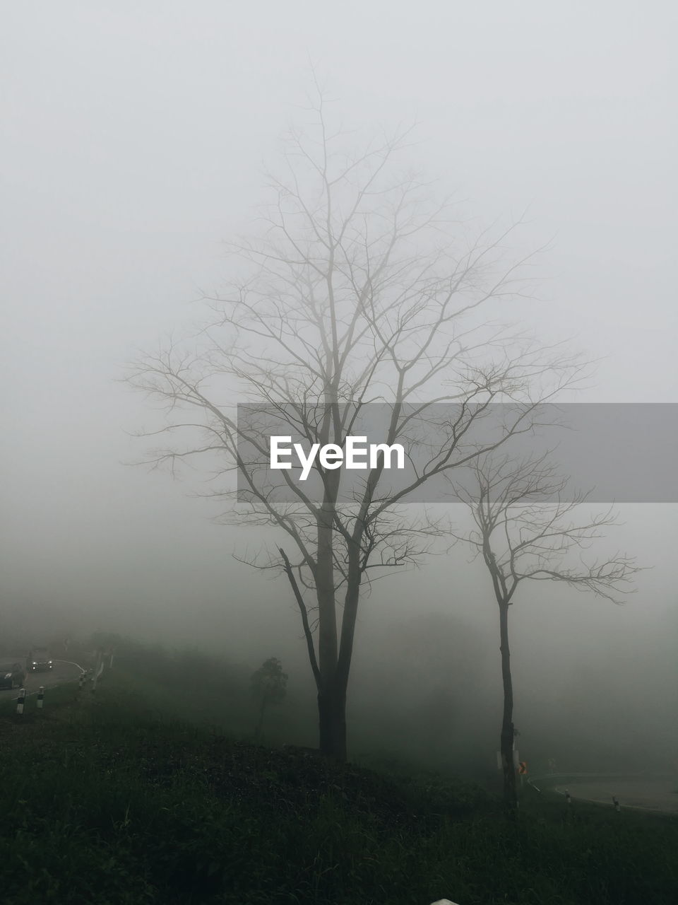 BARE TREES IN FOGGY WEATHER