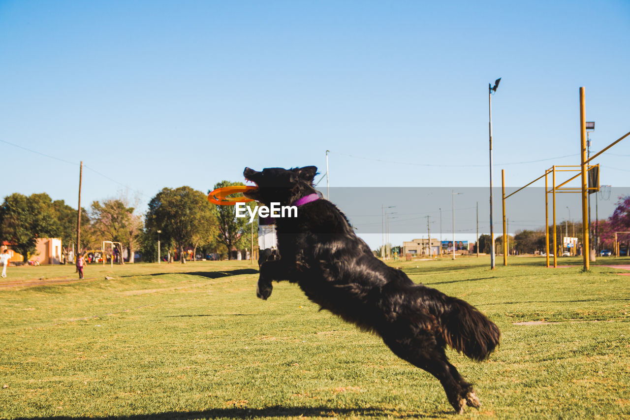 Portrait of trained dog catching frisbee