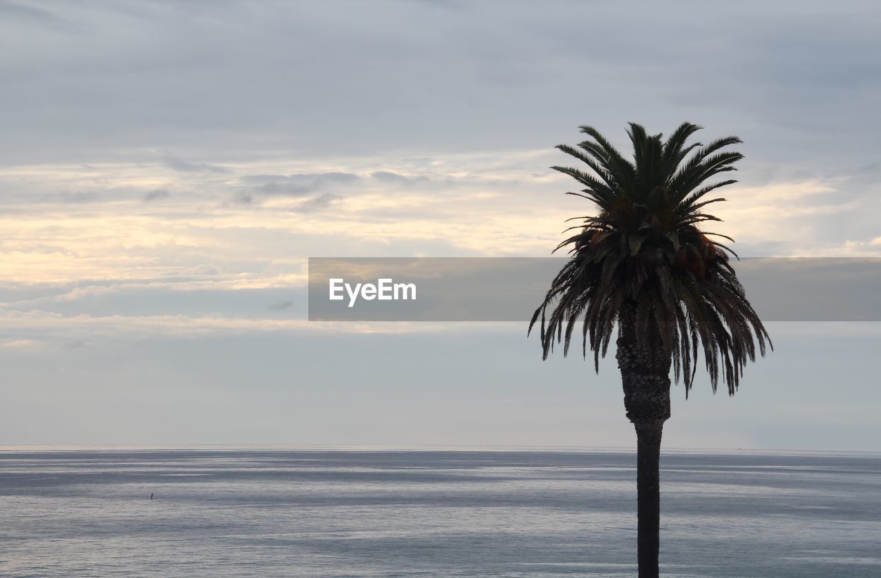 Palm tree by sea against sky