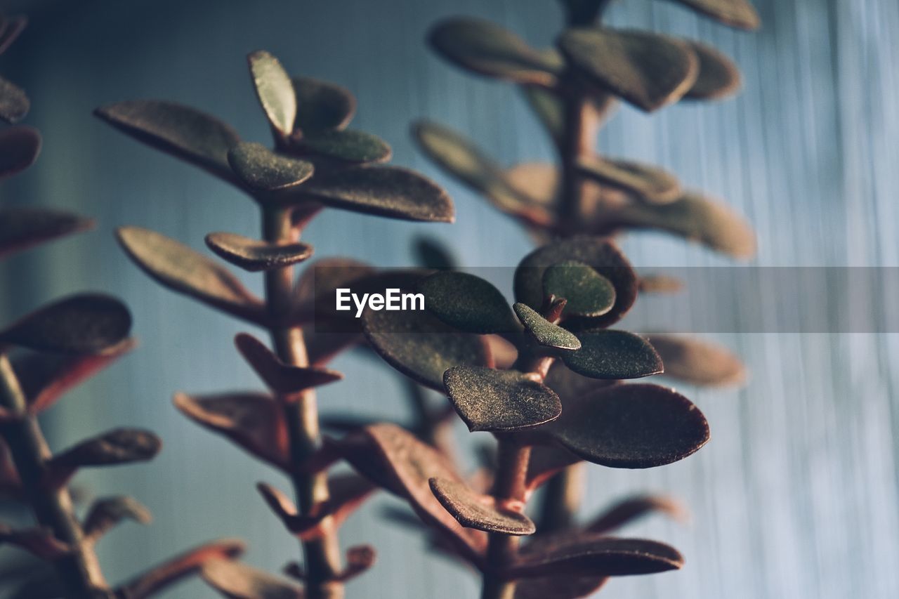 HIGH ANGLE VIEW OF PLANTS GROWING IN CONTAINER