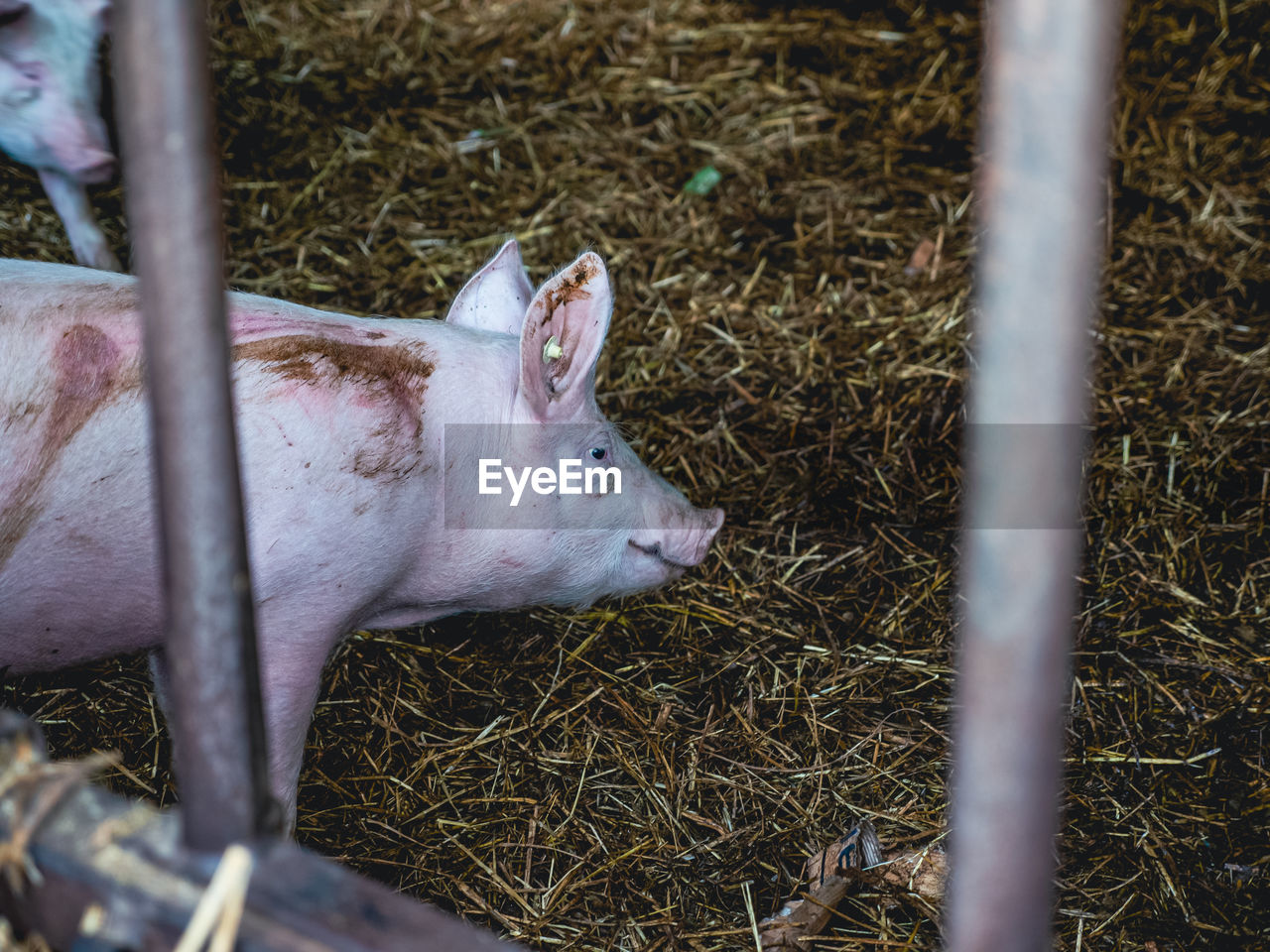 Piglet inside barn with hay. high angle view