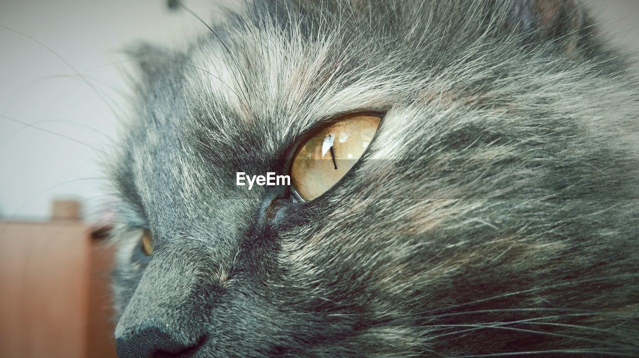 CLOSE-UP PORTRAIT OF CAT AT HOME