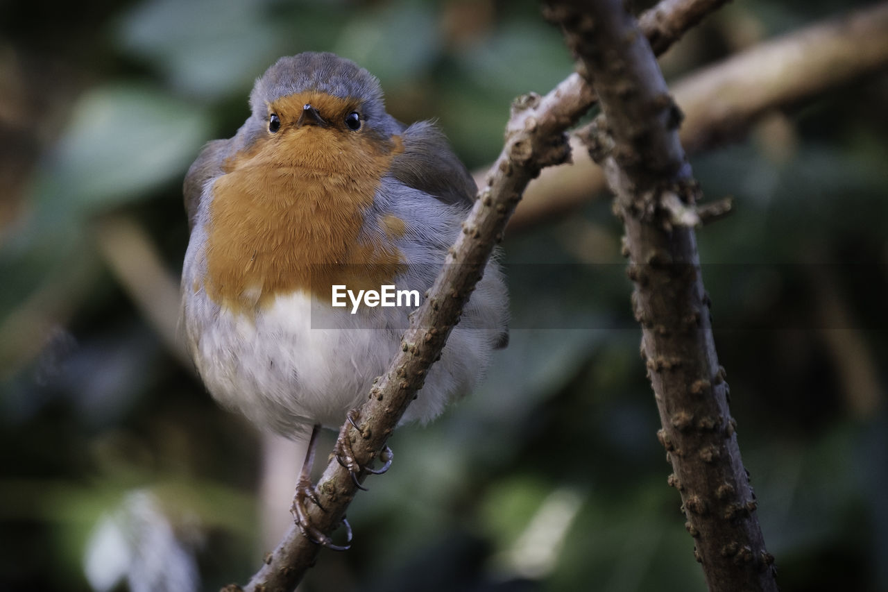 CLOSE-UP OF A BIRD PERCHING ON TREE