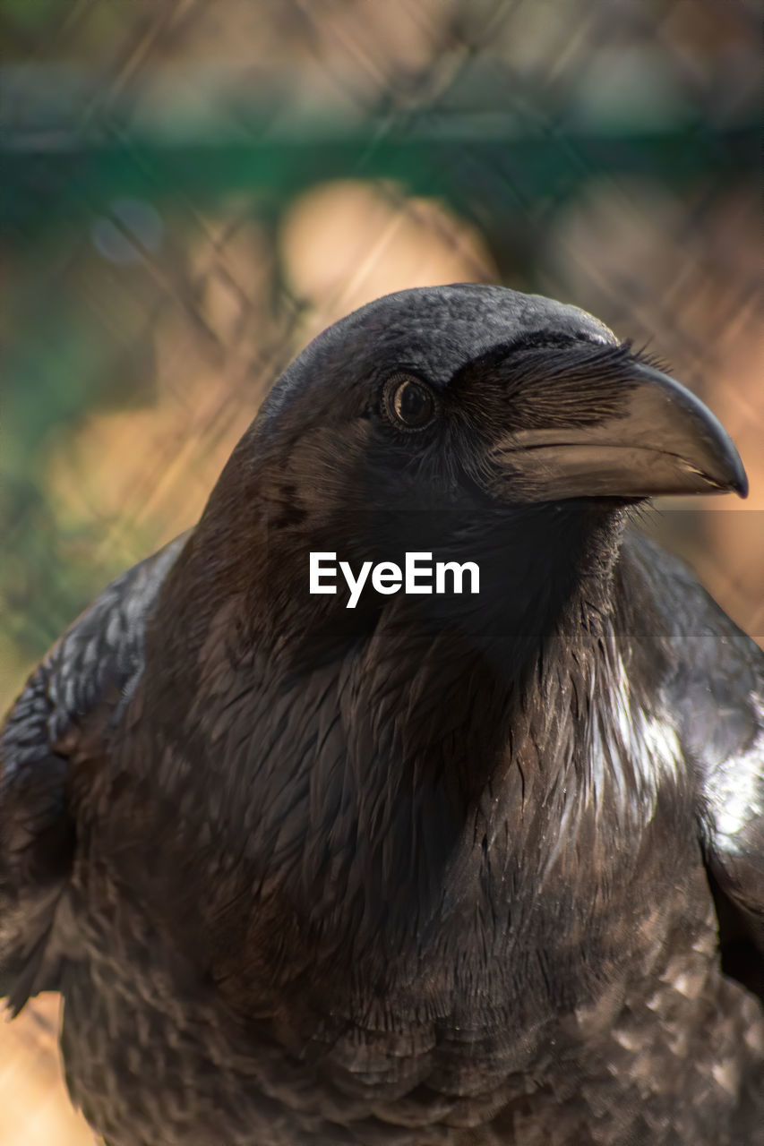 CLOSE-UP OF OWL