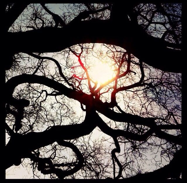 SILHOUETTE OF BARE TREES AT SUNSET