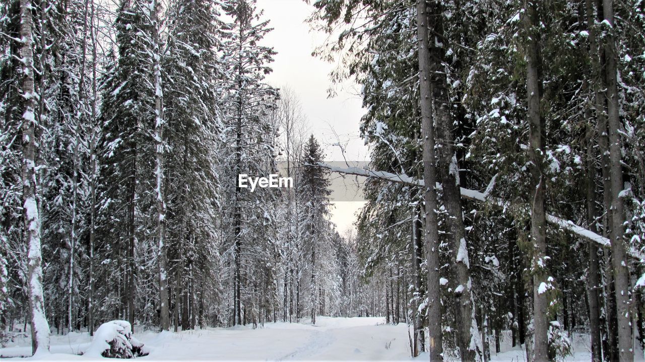 Snow covered trees in forest