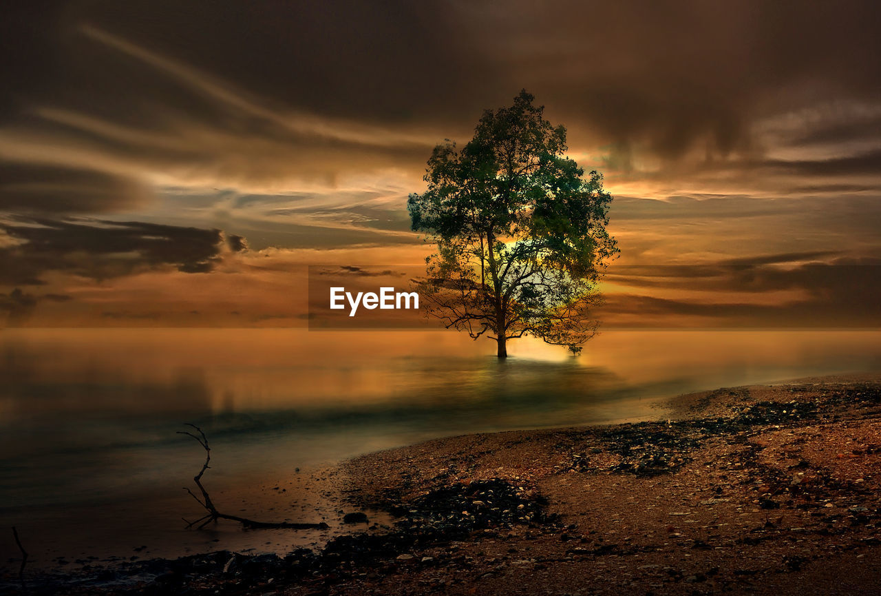 TREE BY LAKE AGAINST SKY AT SUNSET