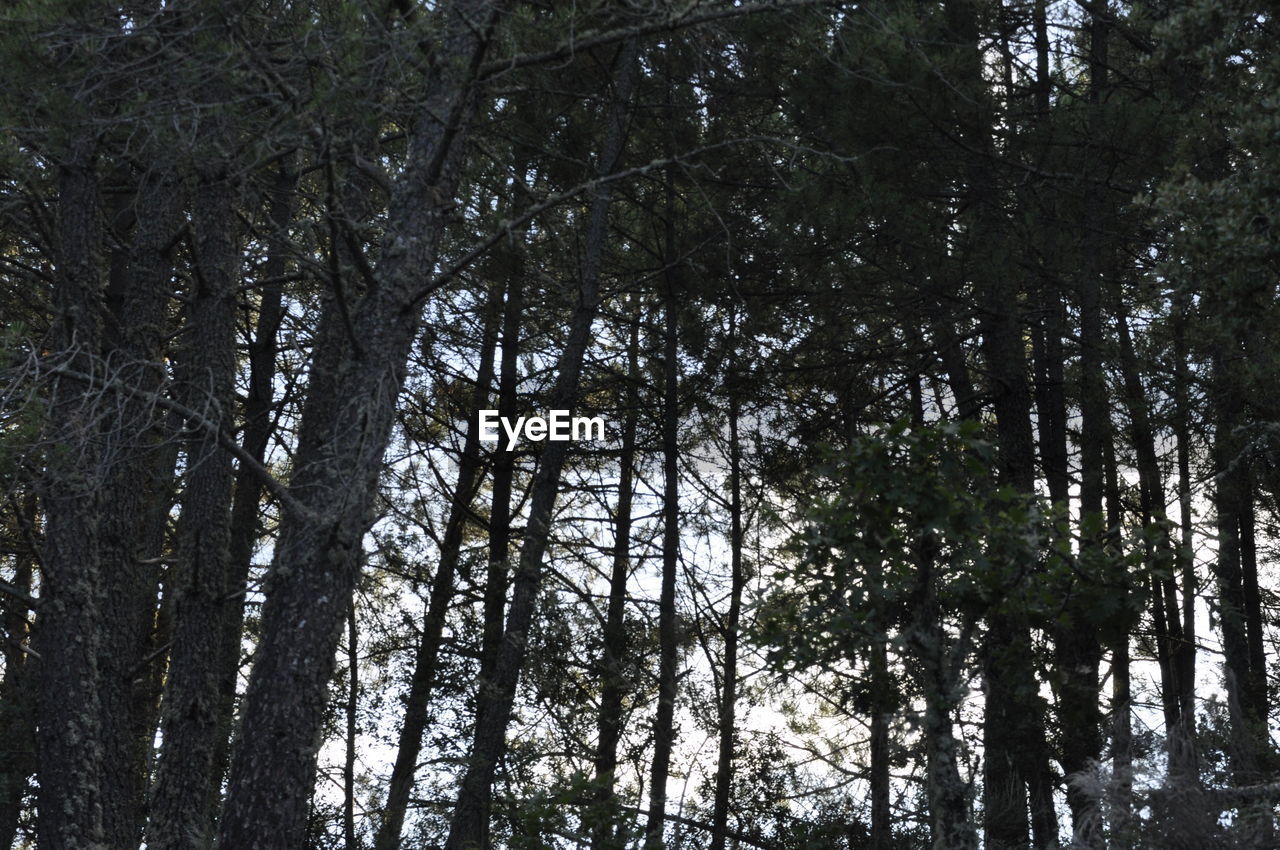 LOW ANGLE VIEW OF TREES