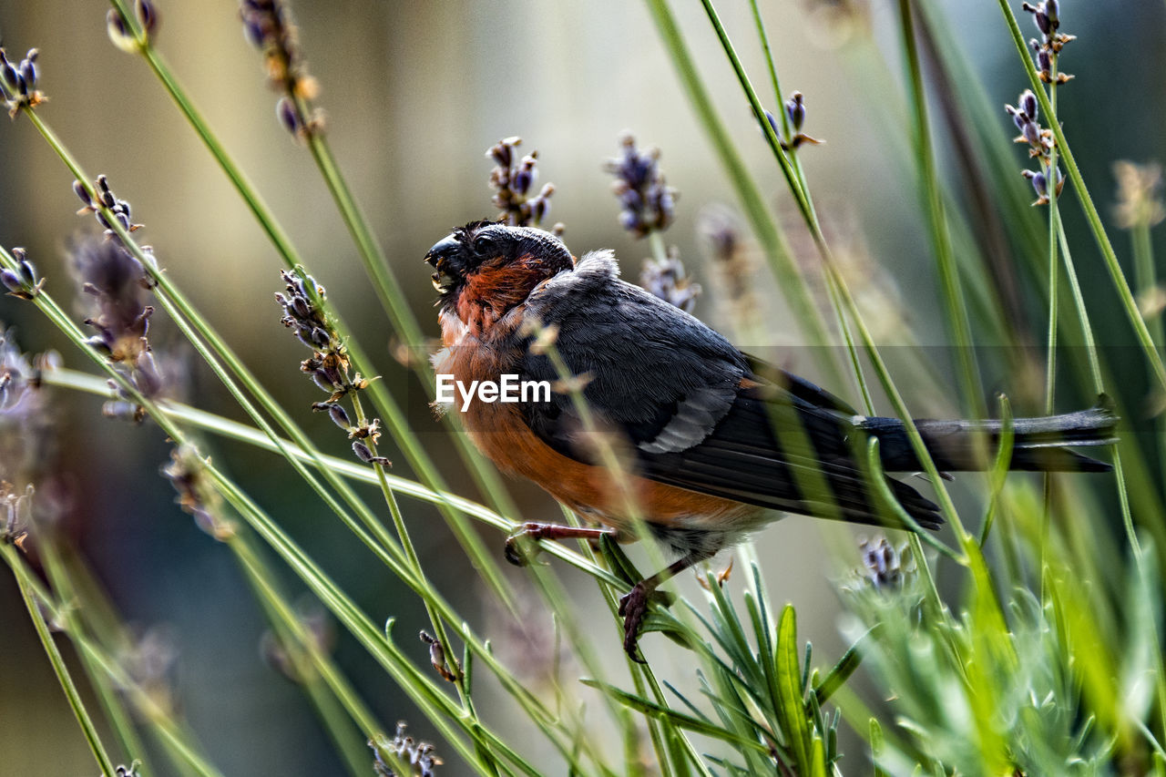 Bird perching on plants