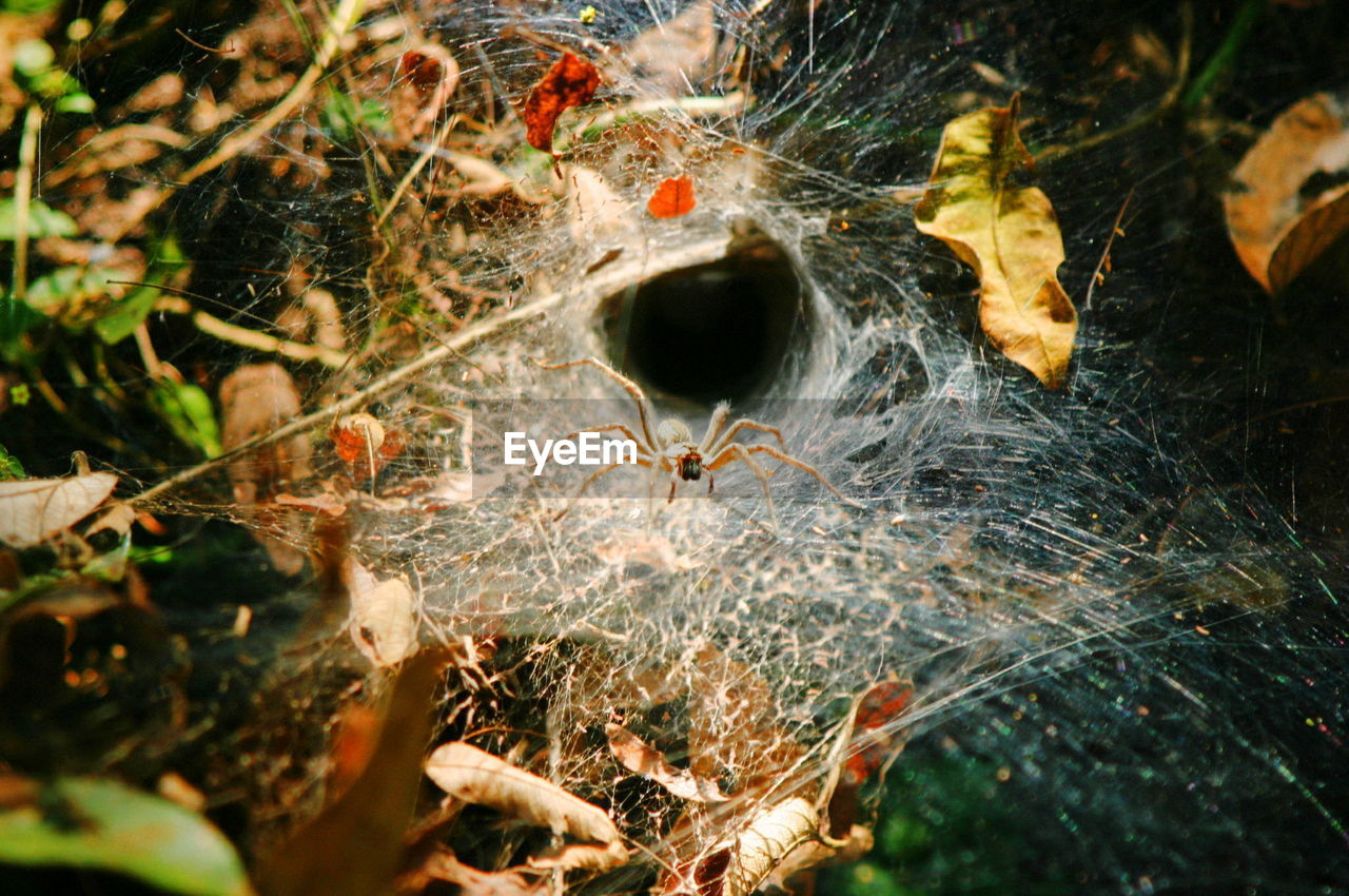Close-up of spider spinning web on dried leaves