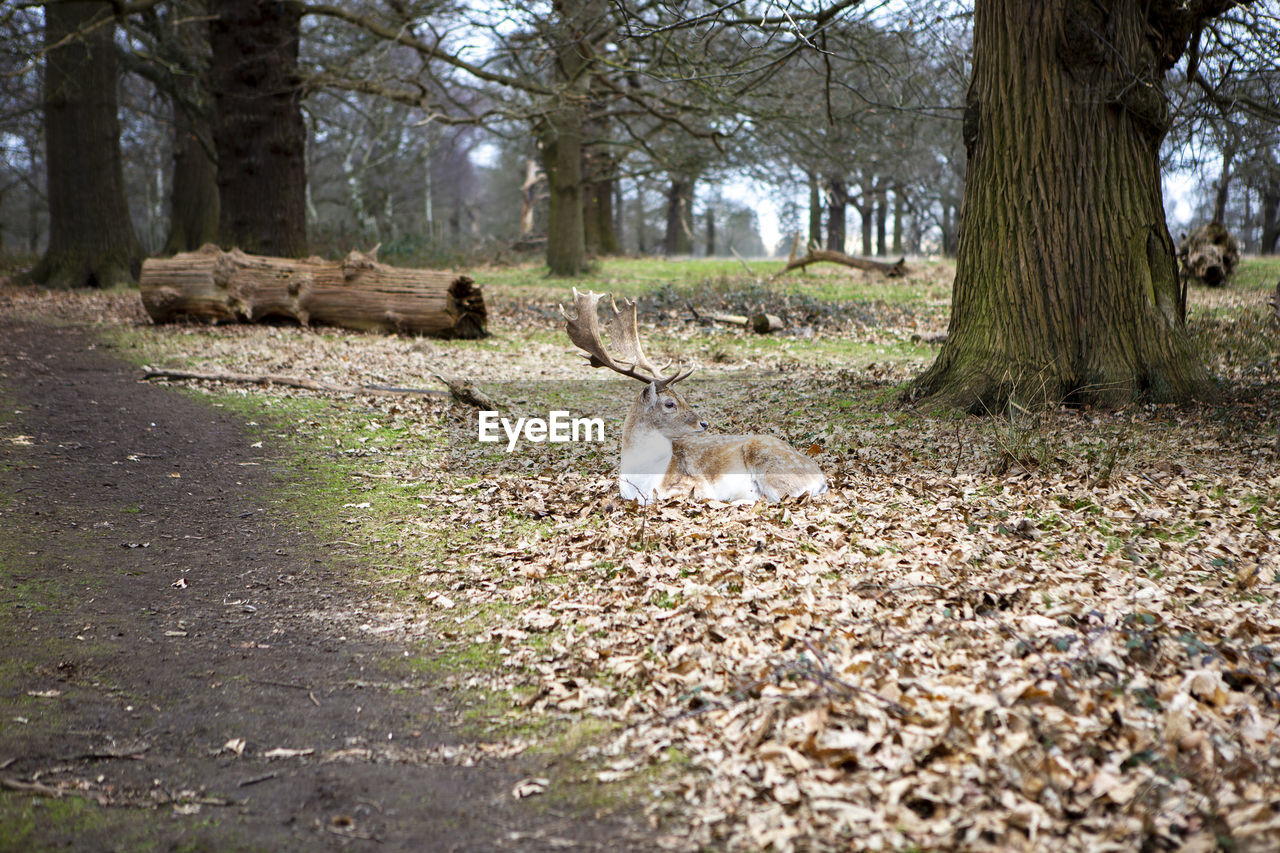 View of deer in the forest