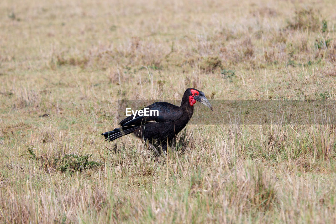 animal themes, animal, bird, animal wildlife, wildlife, prairie, grass, one animal, plant, nature, no people, outdoors, safari, side view, tourism, day, travel destinations, black, landscape, environment, full length