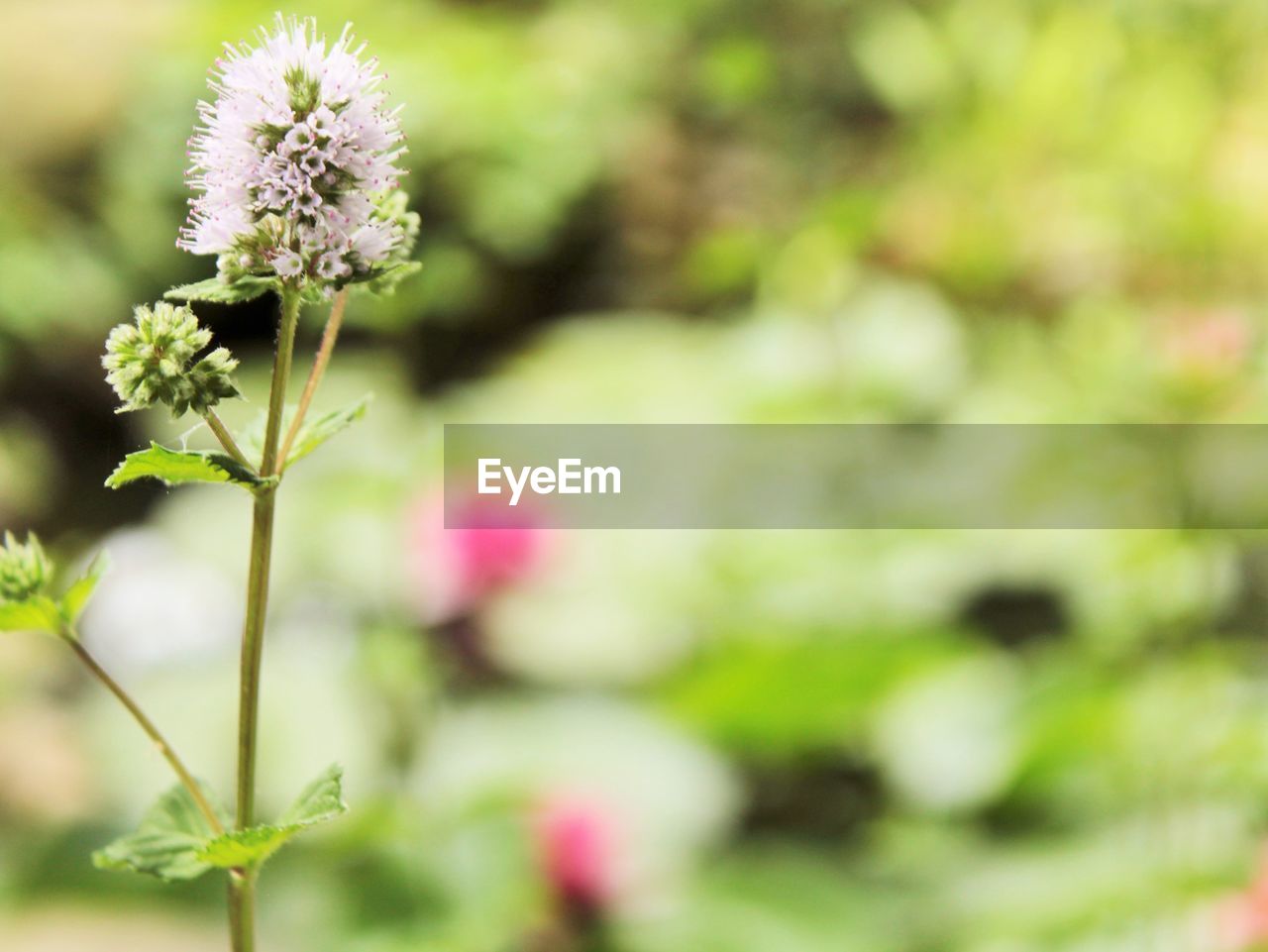 CLOSE-UP OF FLOWERING PLANT AGAINST CLOUDY SKY