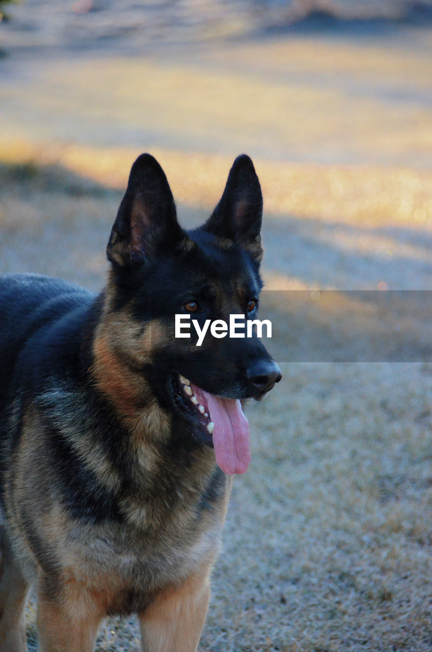 CLOSE-UP OF DOG IN MOUTH