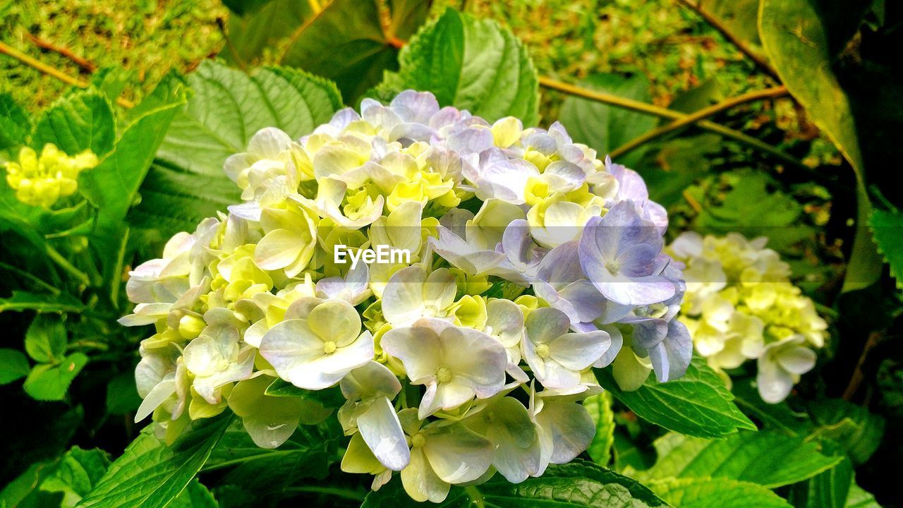Close-up of purple hydrangeas blooming outdoors