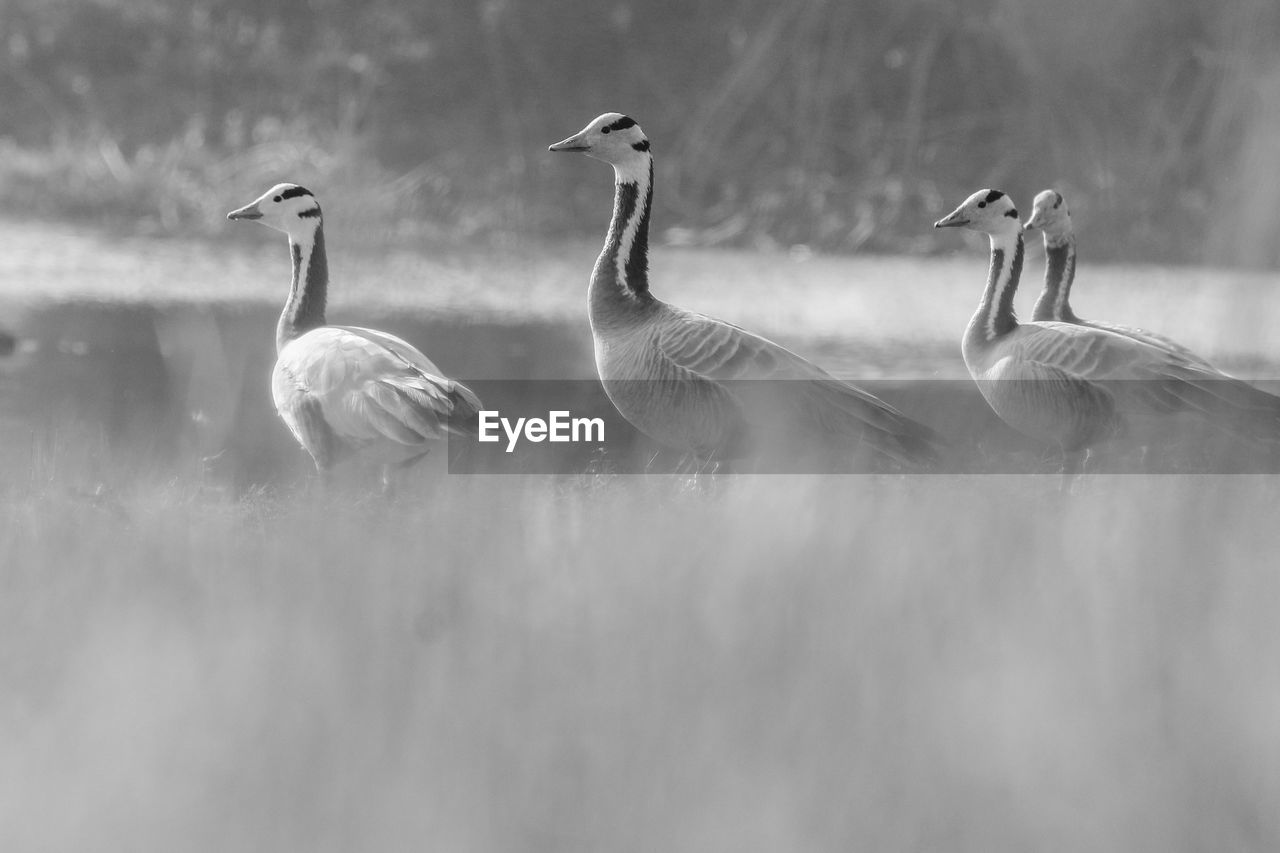 Birds in a lake in a foggy morning