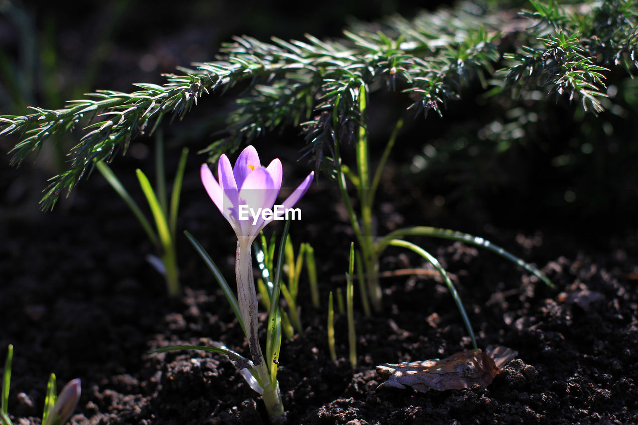 Close-up of pink crocus flowers on field