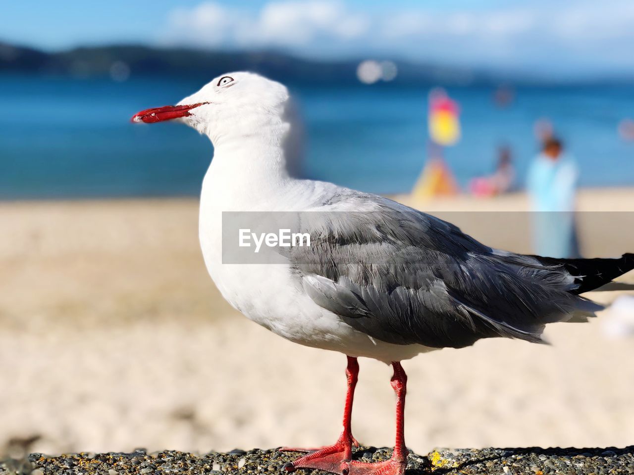 Close-up of seagull perching on at beach