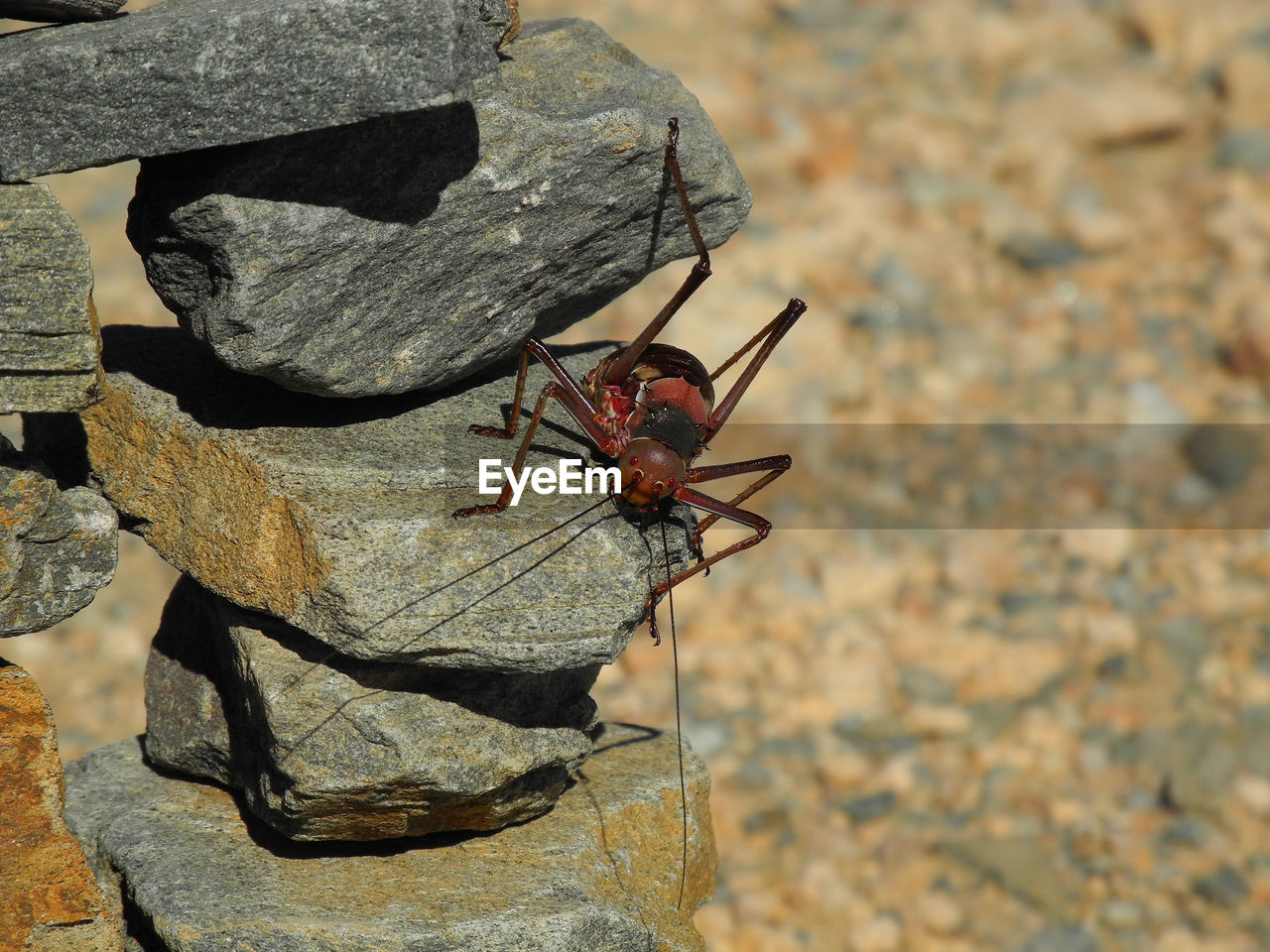 CLOSE-UP OF INSECT