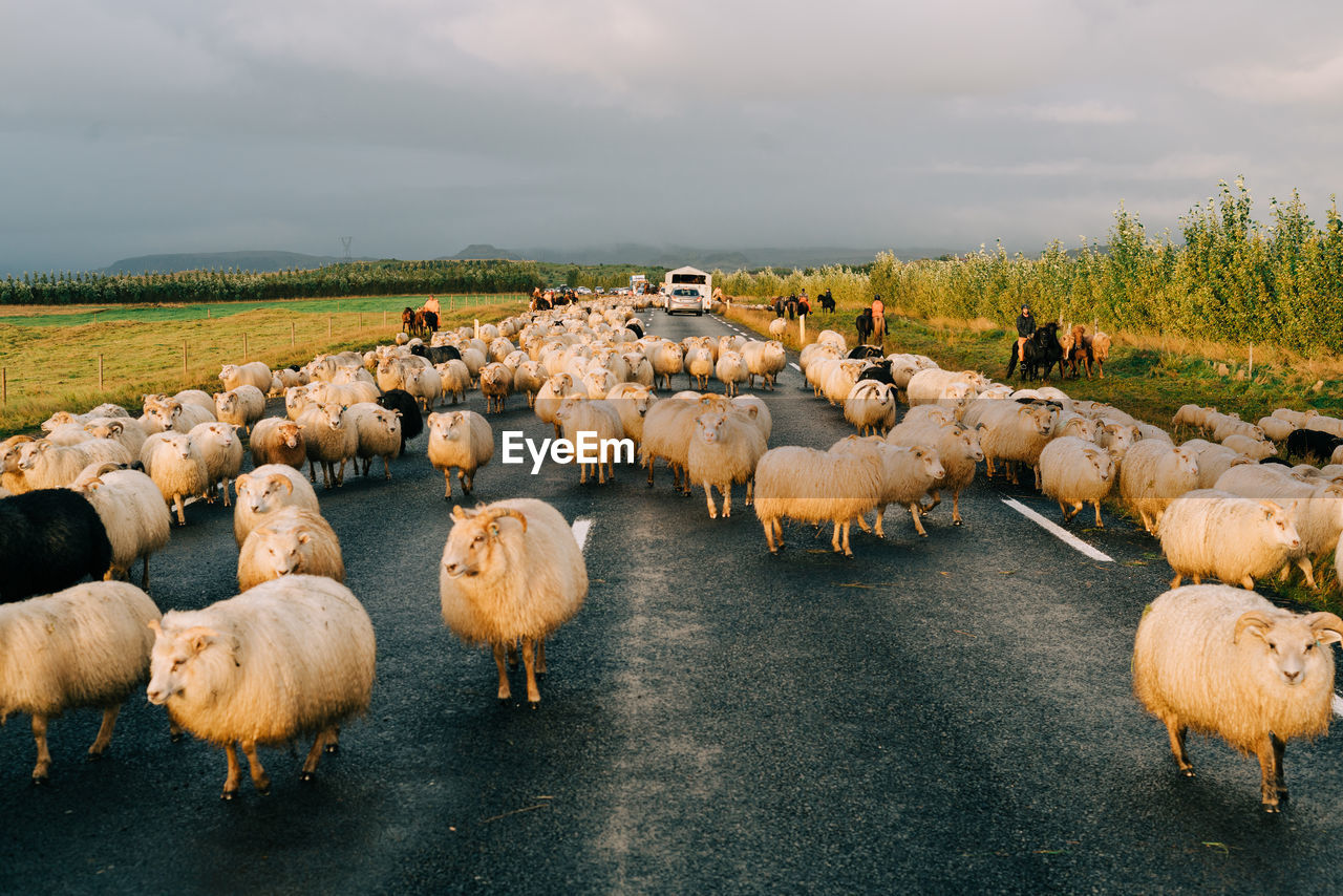 PANORAMIC VIEW OF SHEEP ON LAND