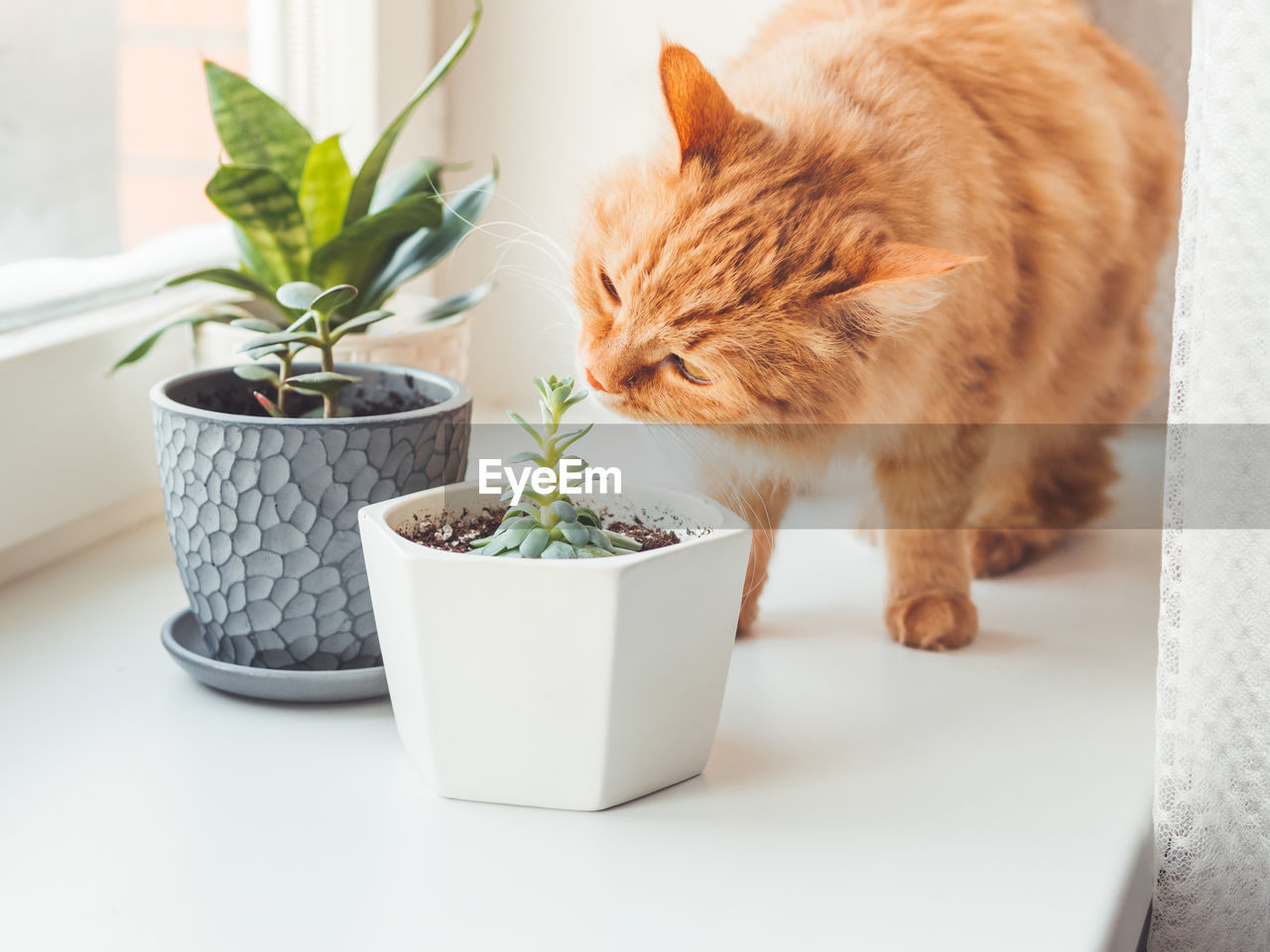 Ginger cat sniffs houseplants. flower pots with crassula, sansevieria. fluffy pet smells succulents.