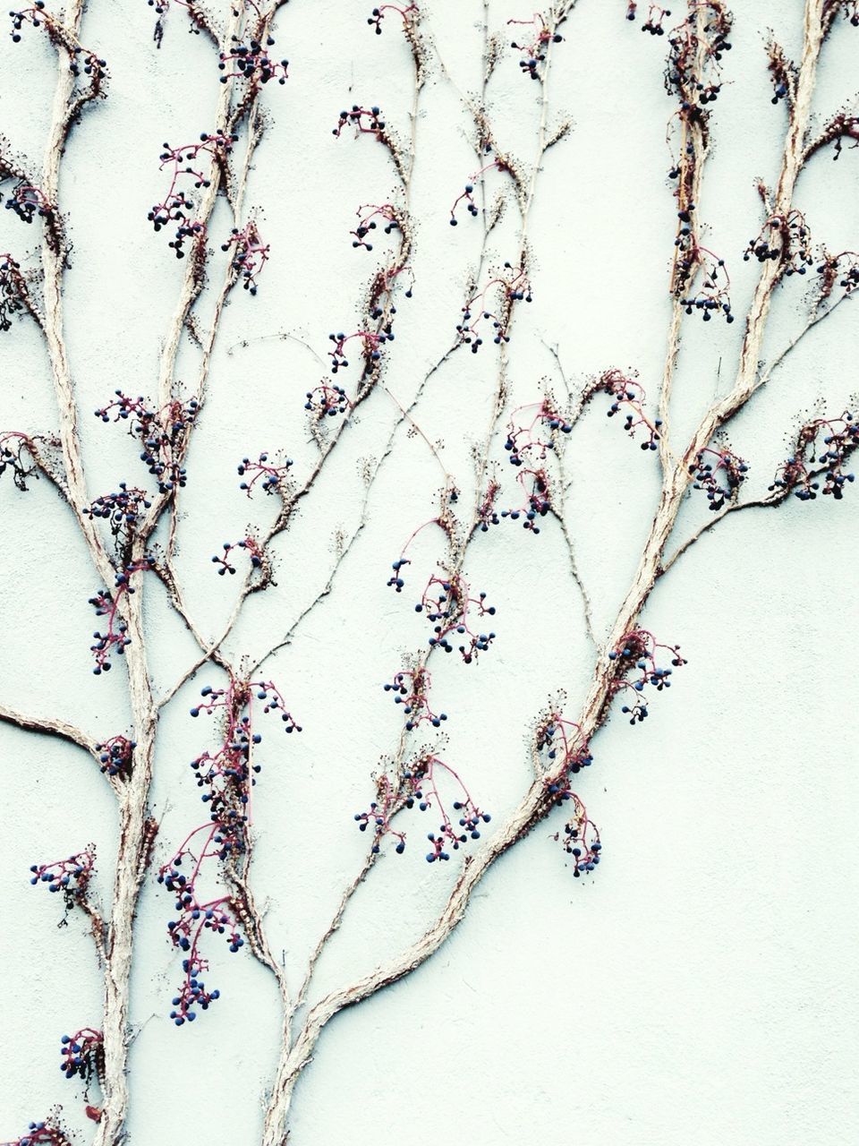Close-up of branches against white wall