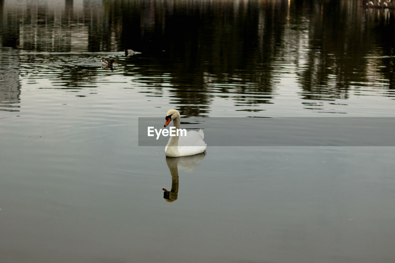 SWAN SWIMMING ON LAKE