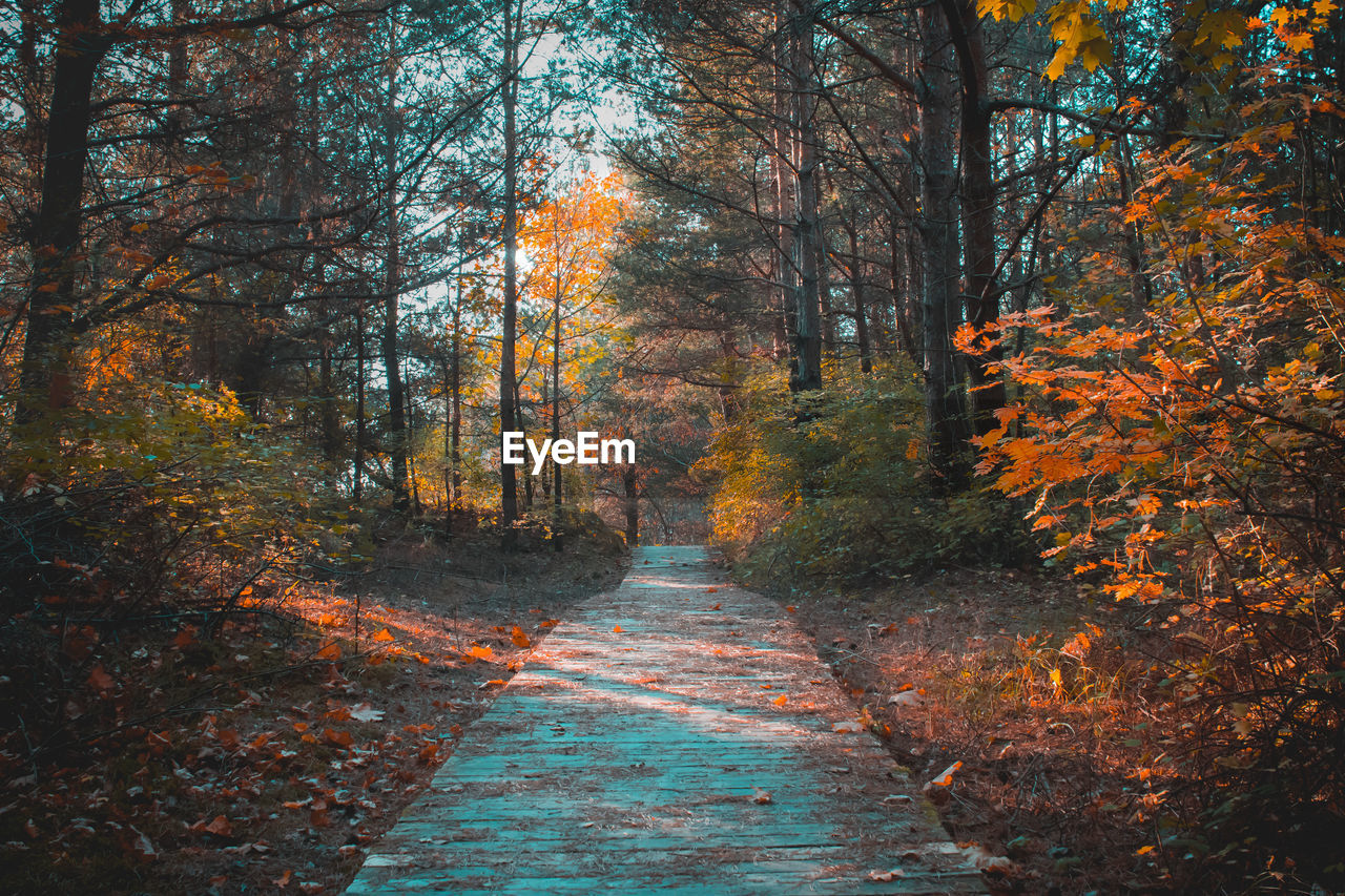 Footpath amidst trees in forest during autumn