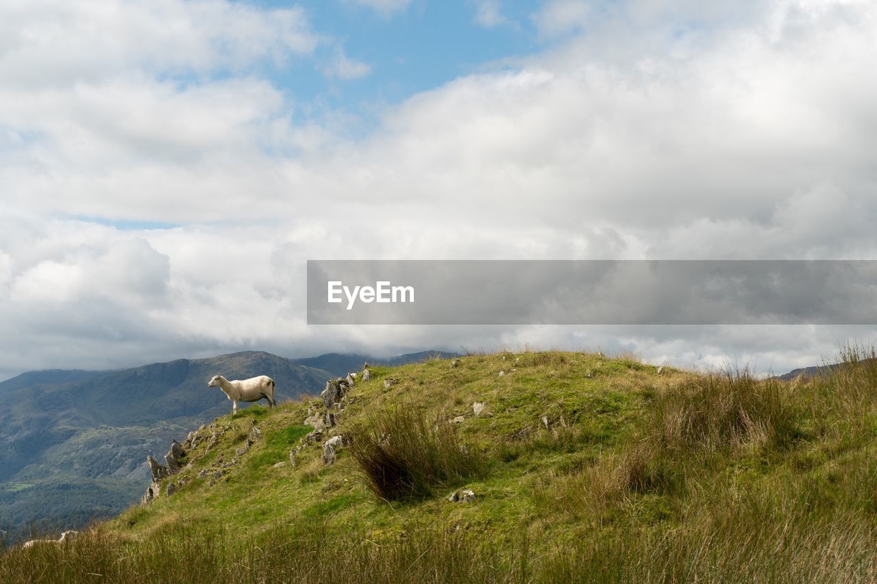 Sheep standing on field against sky