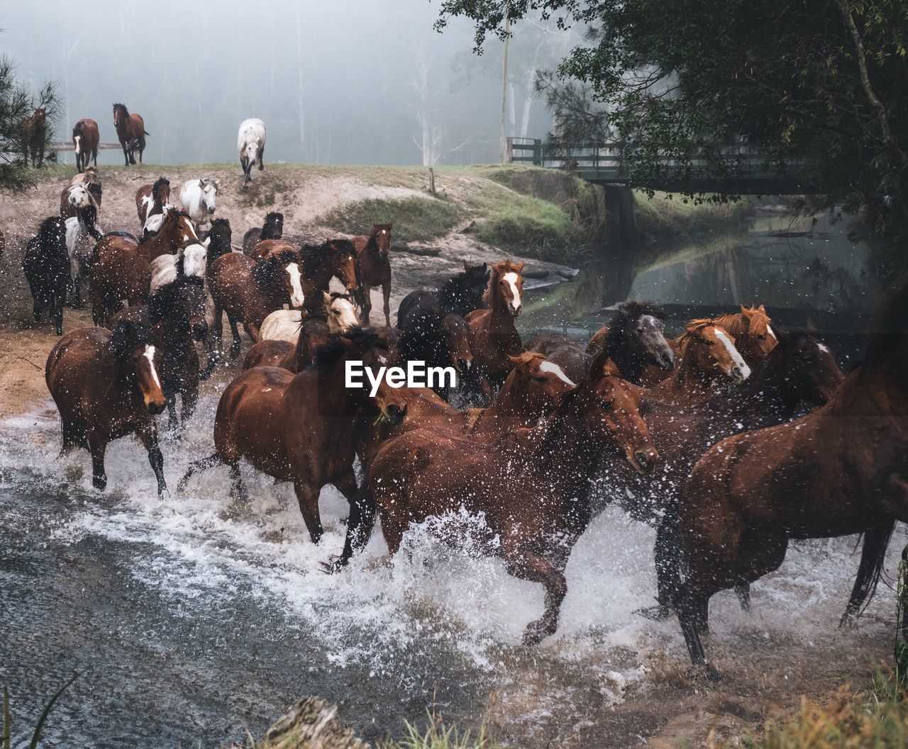 Horses running in lake