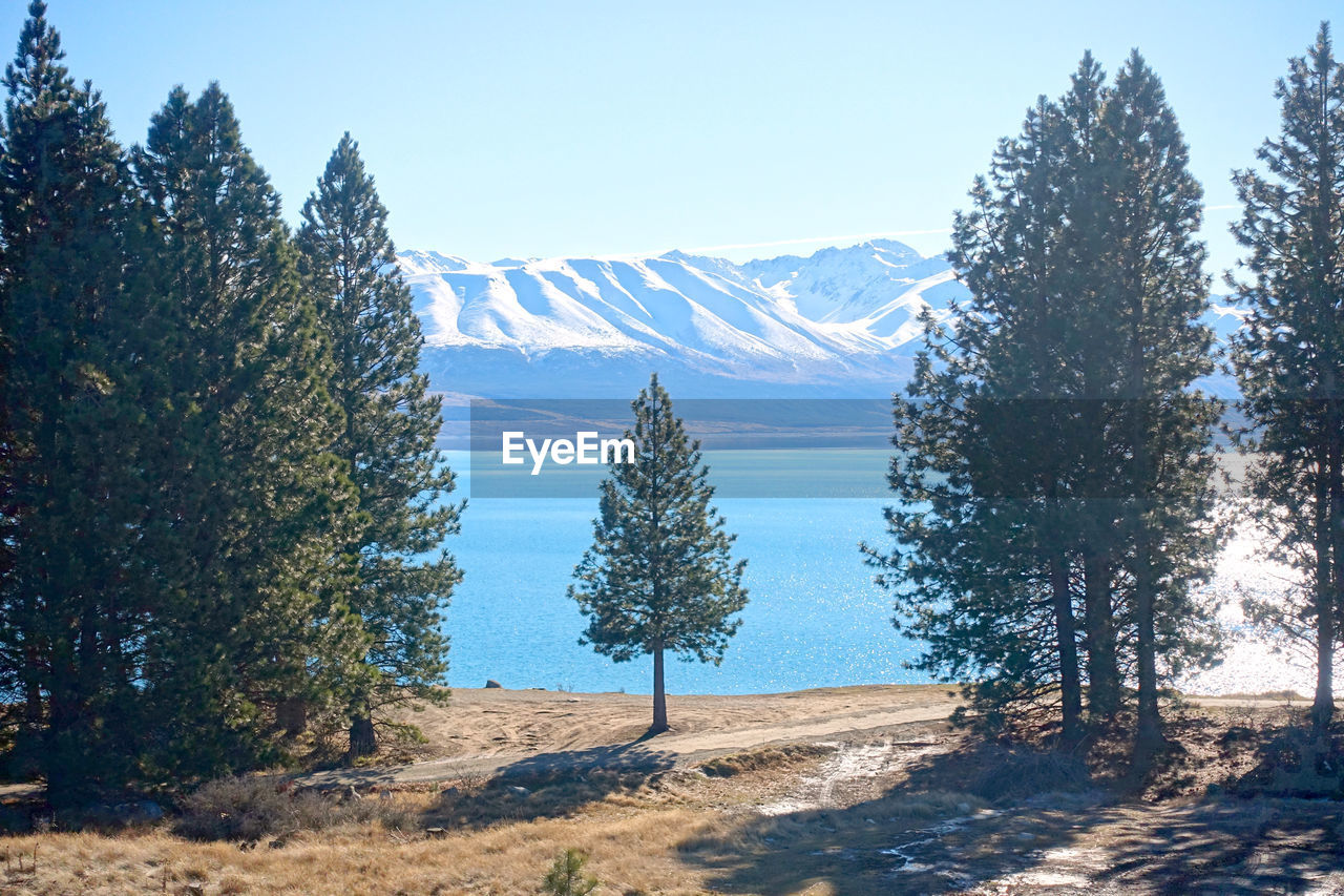 Pine trees on snowcapped mountains against sky