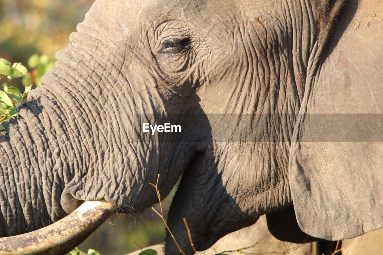 Close-up of elephant