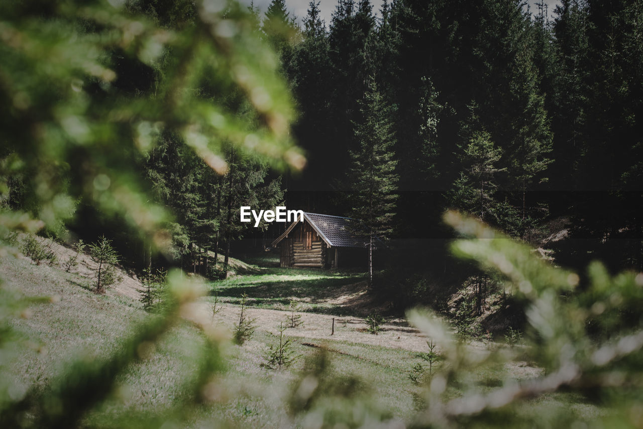 Cottage amidst trees growing in forest