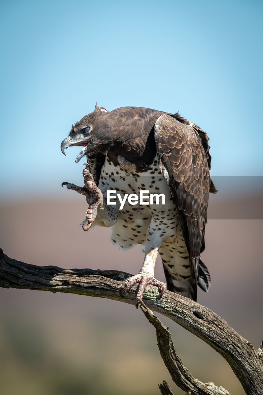 Martial eagle scratches with claw on branch
