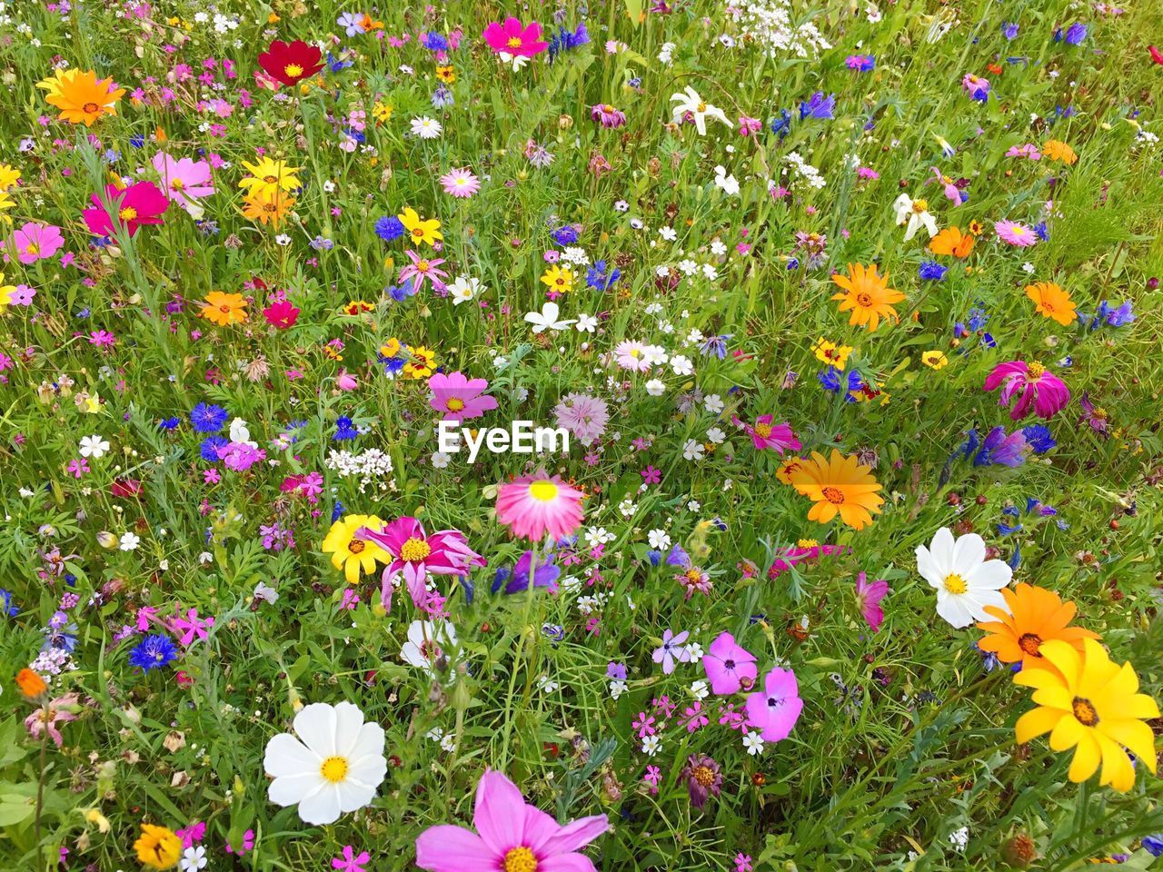 High angle view of flowers blooming in field